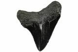 Serrated, Juvenile Megalodon Tooth - South Carolina #310503-1